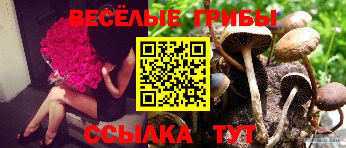 Псилоцибиновые грибы Cubensis Усинск